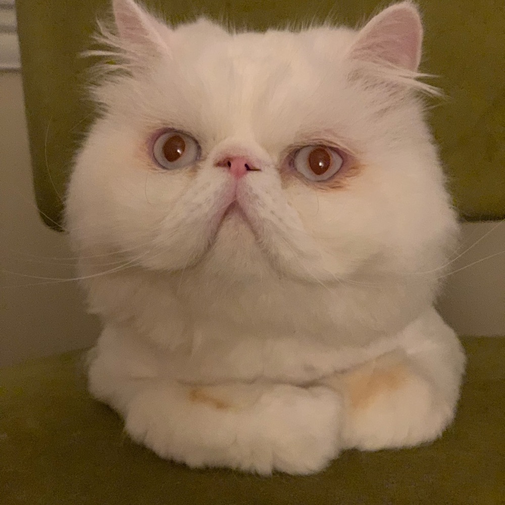 Meet your Posher, Tina